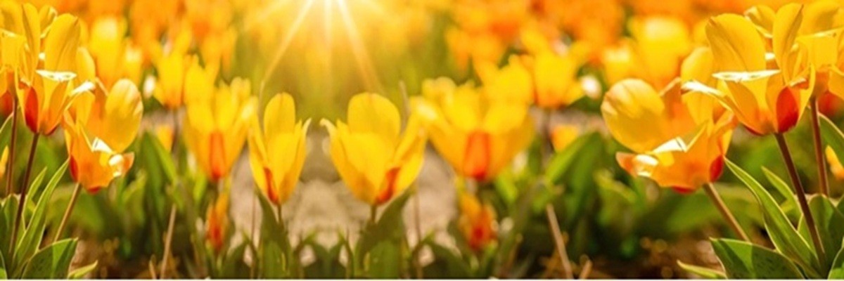 BiAnnual Flowers